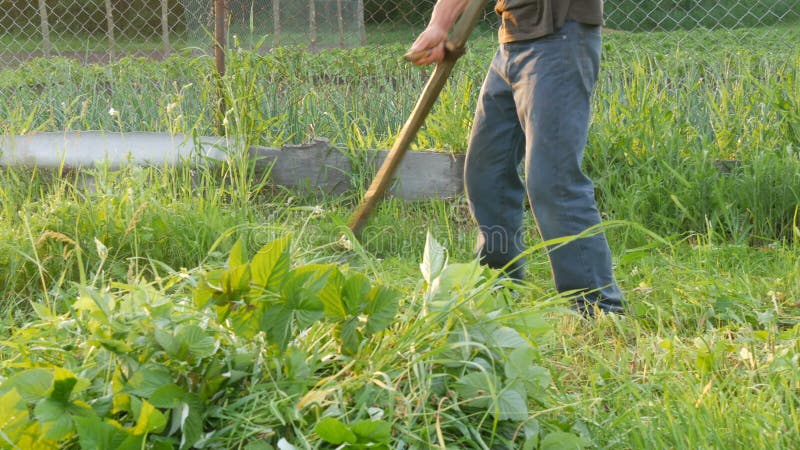 O fazendeiro do homem forte sega uma grama verde com a foice da mão no fundo do sol de ajuste Fa?a feno a colheita