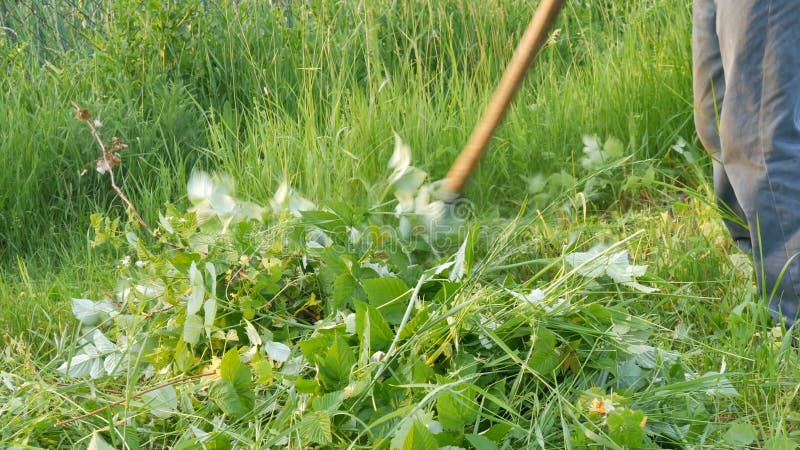 O fazendeiro do homem forte sega uma grama verde com a foice da mão no fundo do sol de ajuste Fa?a feno a colheita