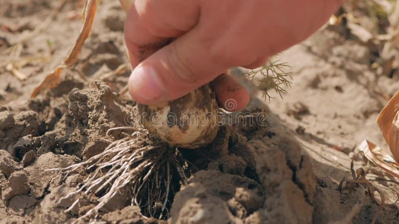 O fazendeiro escava uma cabeça do alho Alimento biol?gico