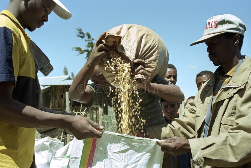 O fazendeiro etíope vende na grão do mercado aos compradores