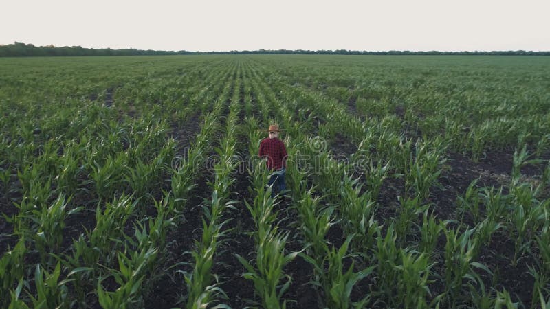 O fazendeiro monitora a colheita do milho Avaliação aérea Opinião superior de campo de milho vídeo de movimento 4K lento