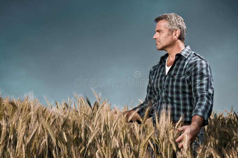 O fazendeiro tem o cuidado de seu campo de trigo