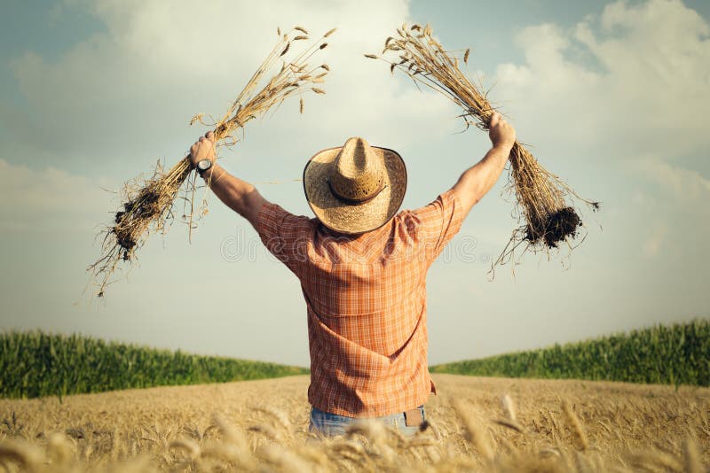 O fazendeiro verifica a grão do trigo no campo fotografia de stock O fazendeiro verifica a grão do trigo no campo fotografia de stock