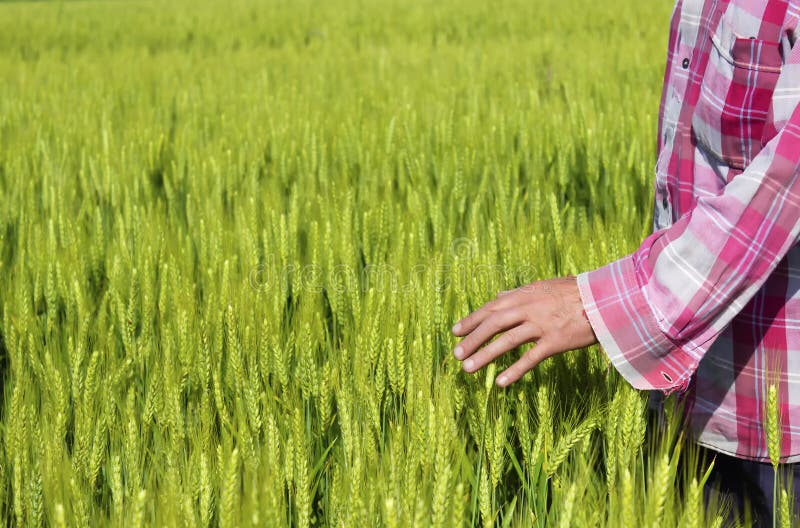 O fazendeiro é satisfeito com sua exploração agrícola imagem de stock O fazendeiro é satisfeito com sua exploração agrícola imagem de stock
