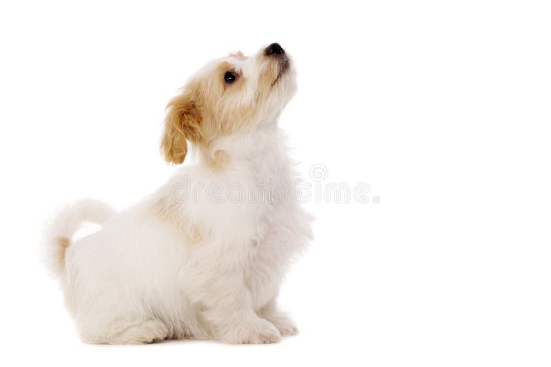 O filhote de cachorro sentou a vista isolado acima em um fundo branco