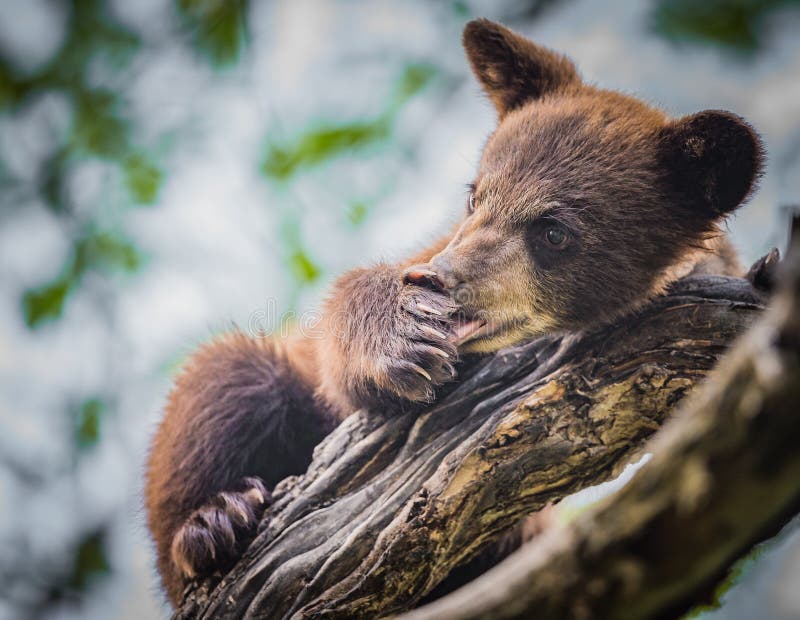 O filhote de urso bonito do bebê lambe sua pata imagens de stock royalty free O filhote de urso bonito do bebê lambe sua pata imagens de stock royalty free
