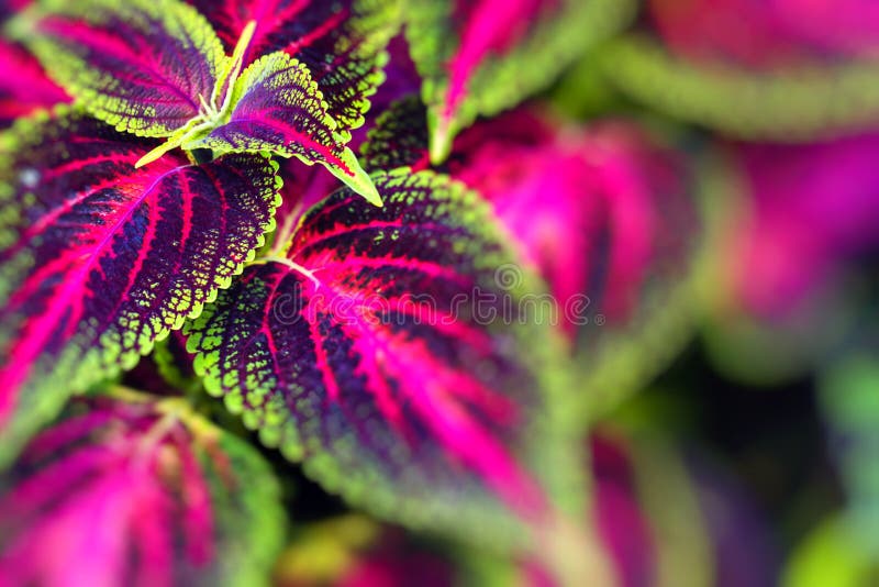 O fim acima do Coleus deixa a provocação pintada, provocação de chama foto de stock O fim acima do Coleus deixa a provocação pintada, provocação de chama foto de stock
