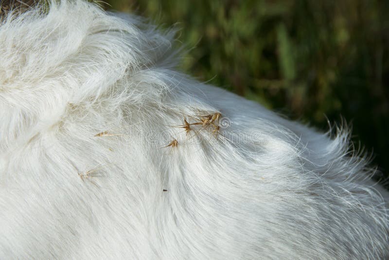 O FIM ACIMA DO CÃO QUE ANDA E QUE JOGA EM UM CAMPO DO PONTO OU AS SEMENTES PERIGOSAS DA GRAMA REPICAM NA ESTAÇÃO DO VERÃO OU DE M foto de stock royalty free O FIM ACIMA DO CÃO QUE ANDA E QUE JOGA EM UM CAMPO DO PONTO OU AS SEMENTES PERIGOSAS DA GRAMA REPICAM NA ESTAÇÃO DO VERÃO OU DE M foto de stock royalty free