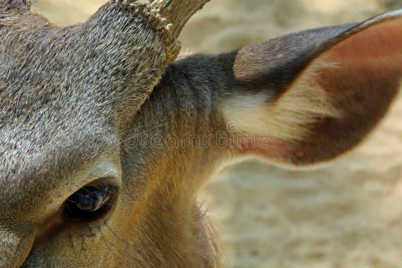 Olhos da corça foto de stock. Imagem de nariz, pele, animal - 12863516