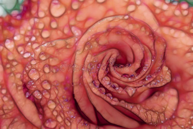 O fim aumentou acima flor da elegância ilustração stock