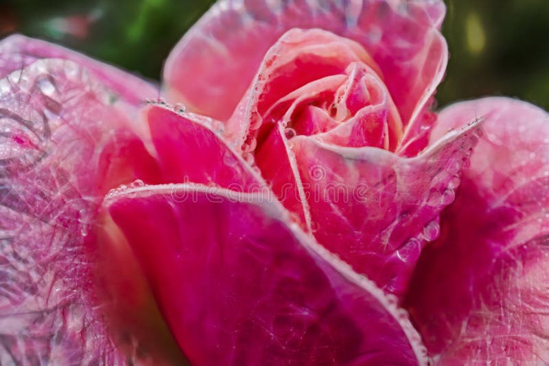 O fim aumentou acima flor da elegância ilustração royalty free