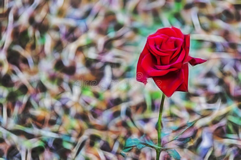 O fim aumentou acima flor da elegância fotos de stock
