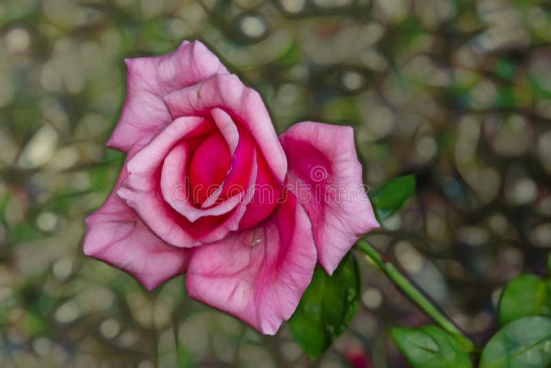 O fim aumentou acima flor da elegância imagens de stock royalty free