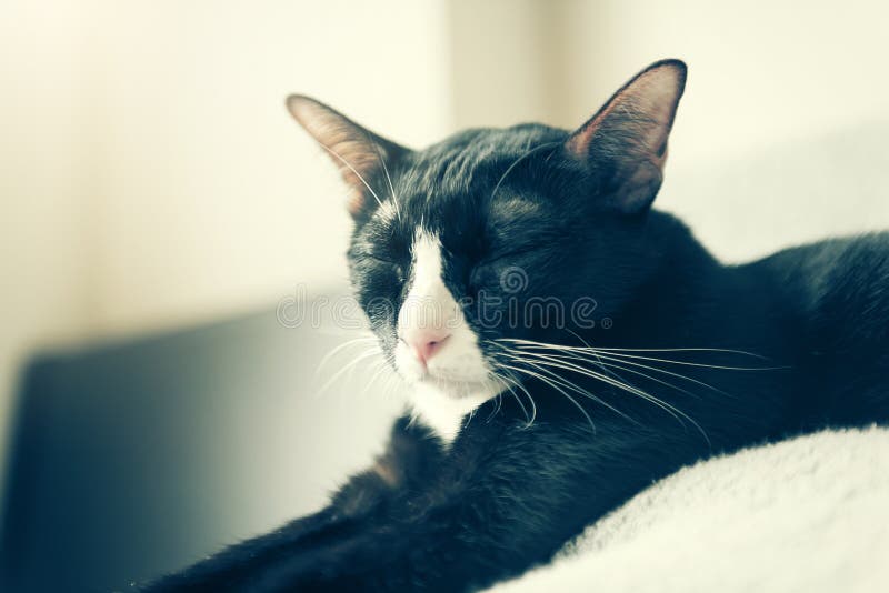 O fim gordo preto e branco bonito eyes o gato Com espaço da cópia fotos de stock royalty free O fim gordo preto e branco bonito eyes o gato Com espaço da cópia fotos de stock royalty free