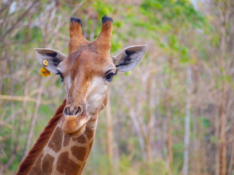 O fim principal do girafa da cara tem acima a etiqueta amarela que neles a orelha pode ver a pele bonita da textura do teste padr foto de stock O fim principal do girafa da cara tem acima a etiqueta amarela que neles a orelha pode ver a pele bonita da textura do teste padr foto de stock