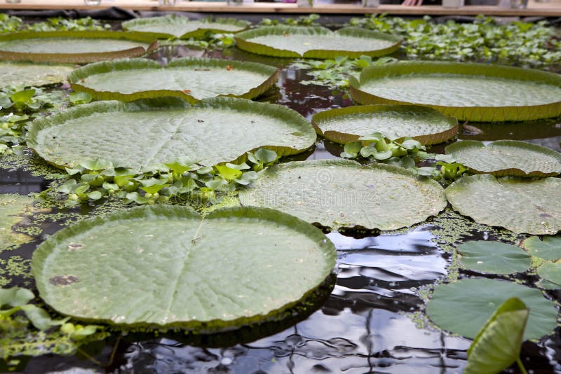 O flutuador de flutuação gigante do lírio de água do regia do amazonica de Victoria sae de almofadas da almofada fotos de stock O flutuador de flutuação gigante do lírio de água do regia do amazonica de Victoria sae de almofadas da almofada fotos de stock