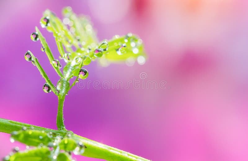 O foco macio das gotas na folha verde com doce borrou o CCB cor-de-rosa imagem de stock O foco macio das gotas na folha verde com doce borrou o CCB cor-de-rosa imagem de stock