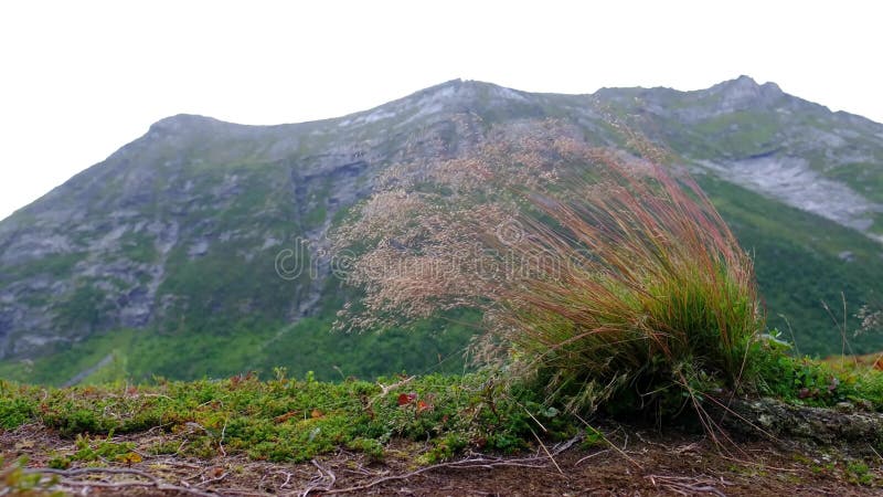 O forte vento inclina a grama na perspectiva do moun
