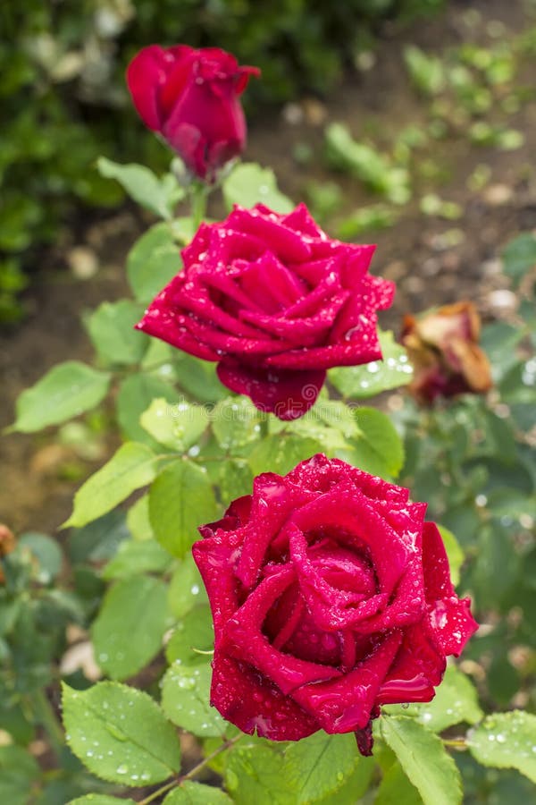 O fundo borrou uma paisagem de três rosas vermelhas no orvalho da manhã no jardim do Alhambra foto de stock O fundo borrou uma paisagem de três rosas vermelhas no orvalho da manhã no jardim do Alhambra foto de stock