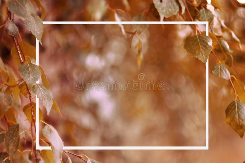 O fundo cor de laranja brilhante das folhas de pássaros no dia de setembro ensolarado com um quadro branco em branco