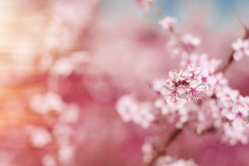 O fundo cor-de-rosa abstrato da mola com cereja sakura floresce, cedo
