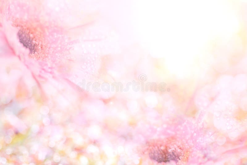O fundo cor-de-rosa doce macio abstrato da flor do Gerbera floresce imagens de stock O fundo cor-de-rosa doce macio abstrato da flor do Gerbera floresce imagens de stock