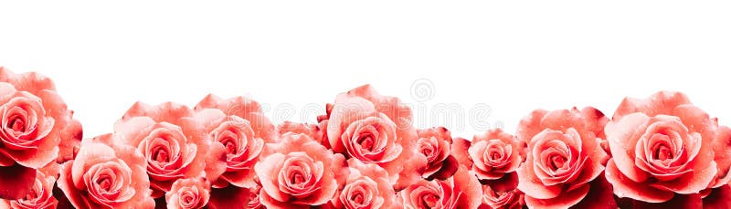 O fundo floral do quadro da beira das rosas vermelhas com as rosas brancas cor-de-rosa vermelhas molhadas floresce o panorama da