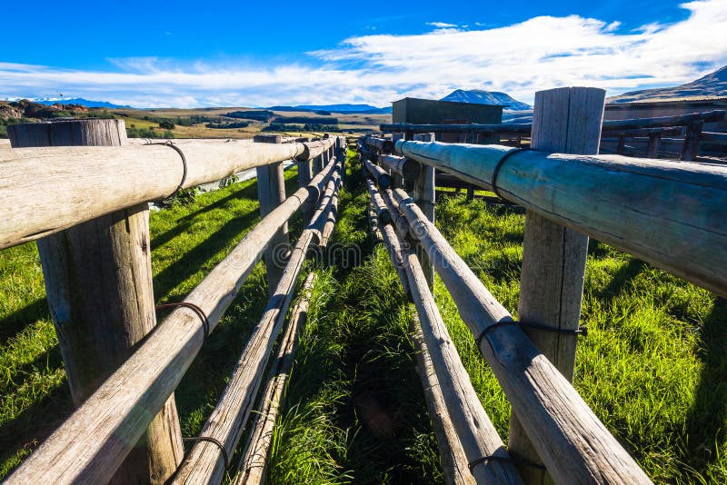 O gado escolhe a exploração agrícola das penas da cerca da pista fotografia de stock O gado escolhe a exploração agrícola das penas da cerca da pista fotografia de stock