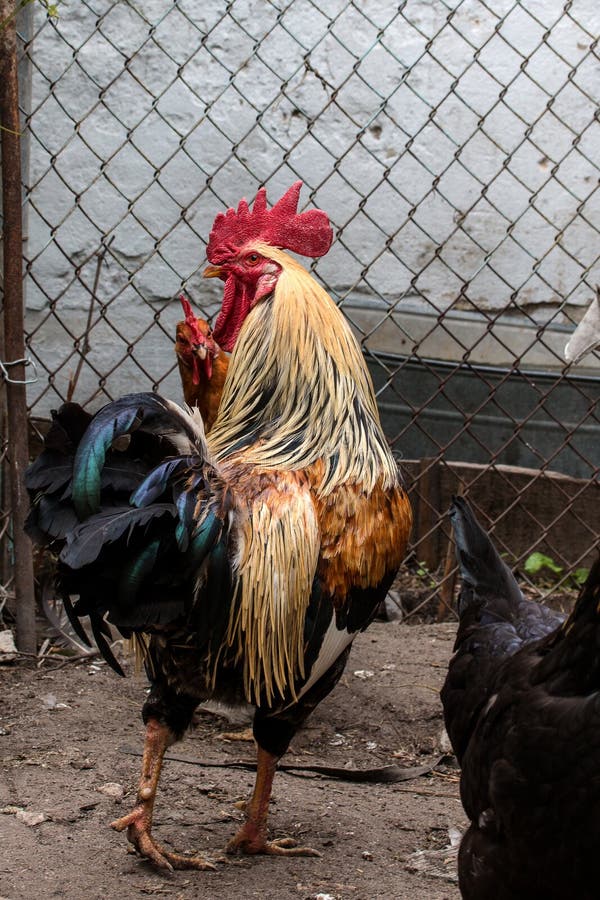 Posição Do Galo Das Aves Domésticas E Gritar Imagem de Stock - Imagem de  colorido, doméstico: 73204213