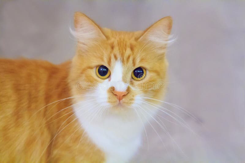 O gatinho bonito com pele vermelha e branca está olhando-o imagens de stock O gatinho bonito com pele vermelha e branca está olhando-o imagens de stock