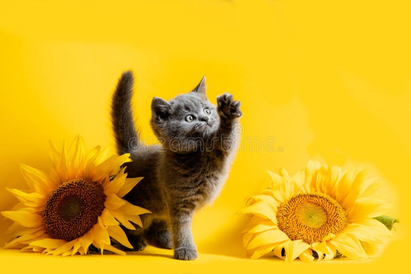 Gatinho Feliz Da Arte; Jogos Bonitos Do Gato Com Uma Borboleta Imagem de  Stock - Imagem de verde, borboleta: 99713537
