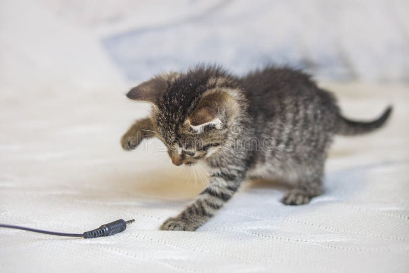 Jogos Do Gatinho Com Linha Vermelha Imagem de Stock - Imagem de branco,  felino: 75793509