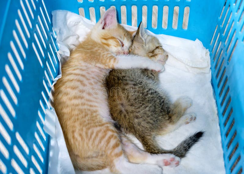 O gatinho dois é irmão com sono e afaga na cesta