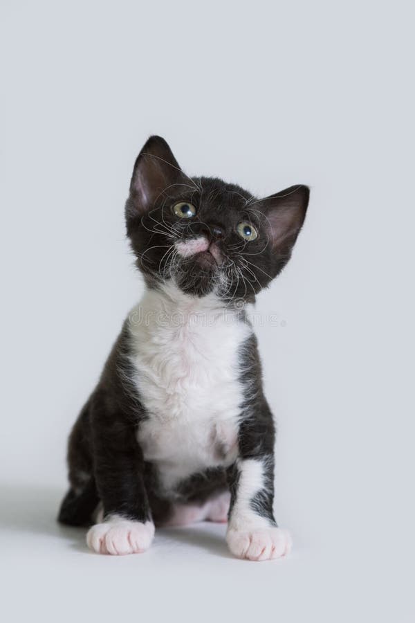 O gatinho pequeno Ural Rex senta-se e olha-se acima, isolado em um fundo branco Cor: bicolor preto fotografia de stock royalty free O gatinho pequeno Ural Rex senta-se e olha-se acima, isolado em um fundo branco Cor: bicolor preto fotografia de stock royalty free