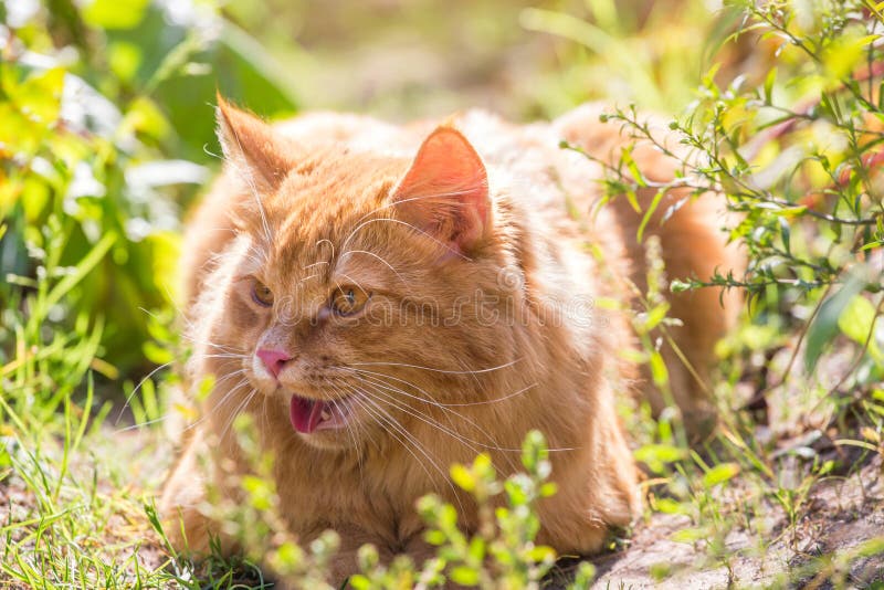 O gato alaranjado vermelho bonito encontra-se exterior no jardim do verão na natureza na luz solar imagem de stock O gato alaranjado vermelho bonito encontra-se exterior no jardim do verão na natureza na luz solar imagem de stock
