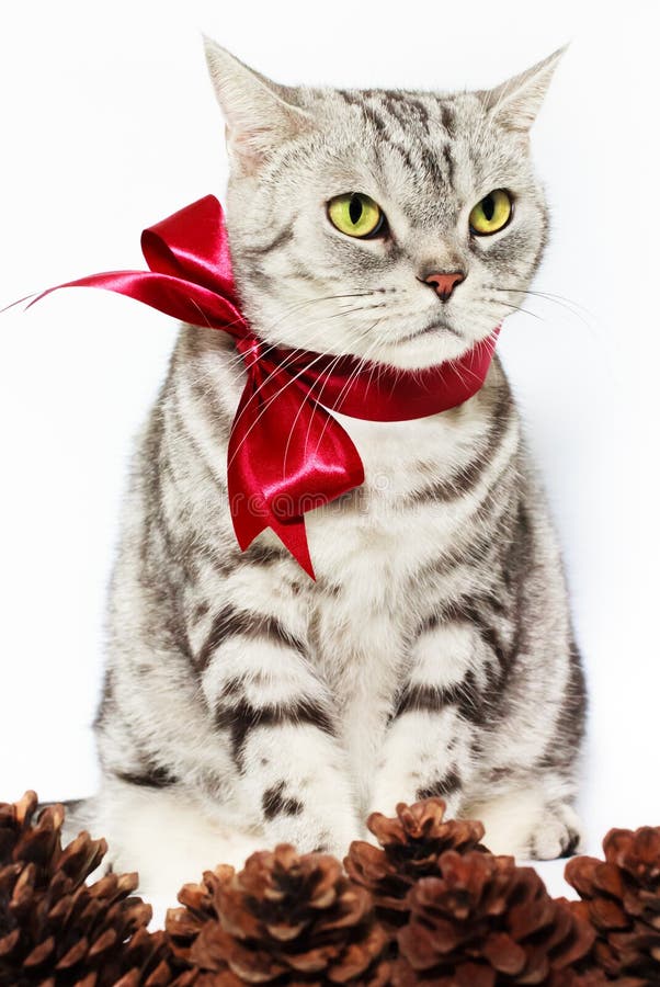 O gato americano da prata do shorthair amarrou a curva vermelha com cones do pinho imagens de stock royalty free O gato americano da prata do shorthair amarrou a curva vermelha com cones do pinho imagens de stock royalty free