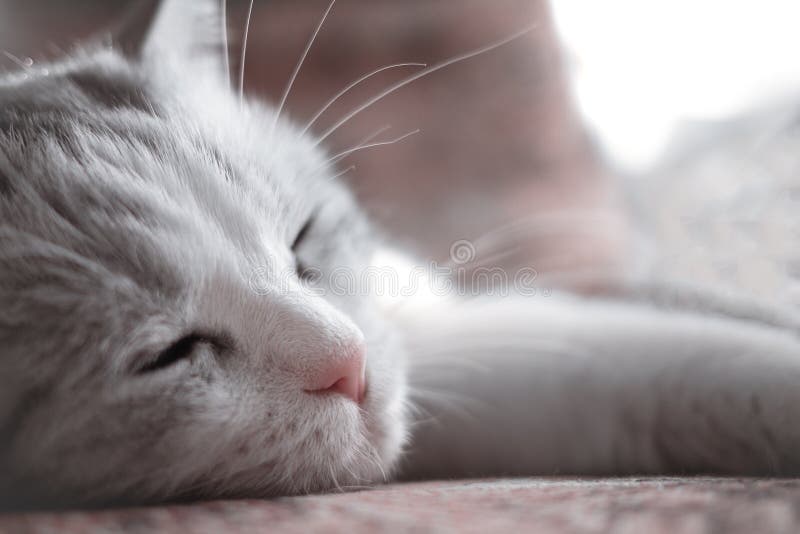 o gato bonito bonito caiu adormecido como um beb? imagens de stock o gato bonito bonito caiu adormecido como um beb? imagens de stock