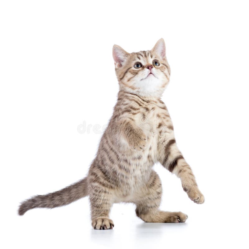 Funny playful cat is standing isolated. Funny playful cat is standing isolated