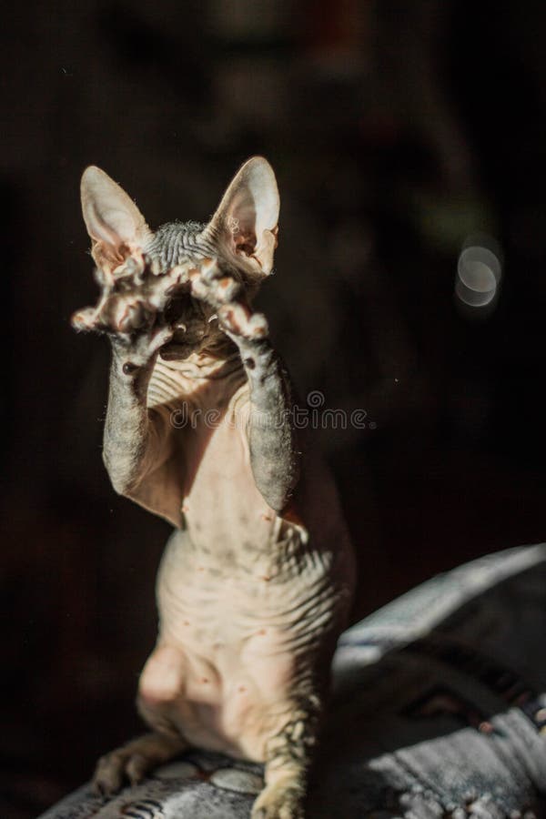 O Gato Calvo Muito Engraçado Sphynx Está Em Seus Patas E Jogos Foto de  Stock - Imagem de temperatura, nanômetro: 131002190