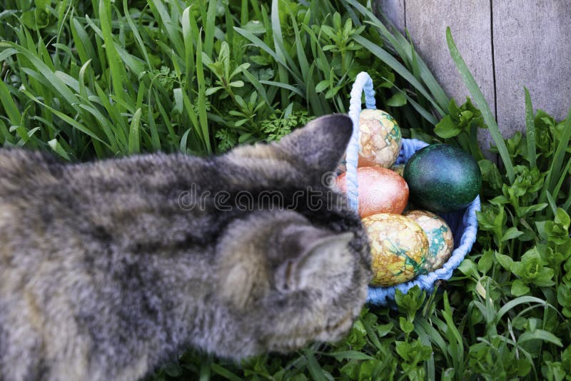 O gato curiosamente cinzento aspira uma cesta azul com os ovos da páscoa que estão na grama verde perto do coto imagem de stock O gato curiosamente cinzento aspira uma cesta azul com os ovos da páscoa que estão na grama verde perto do coto imagem de stock