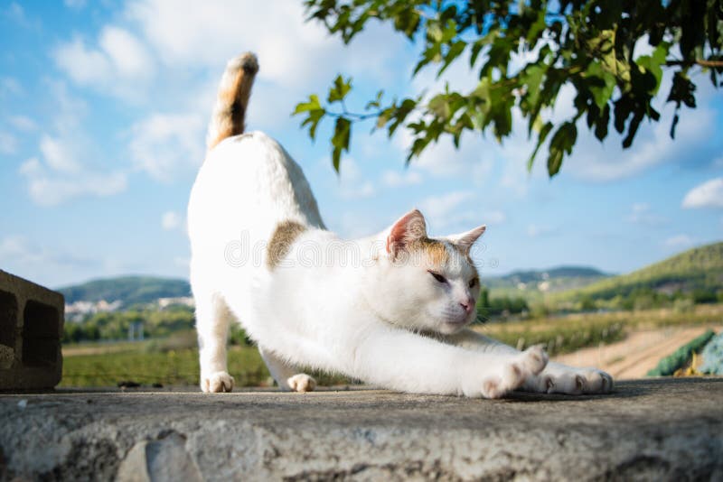 O Gato Da Ioga Estica-se Que Eleva Para Trás, Bom Dia Foto de Stock - Imagem de fofofo, gatos: 104630958 O Gato Da Ioga Estica-se Que Eleva Para Trás, Bom Dia Foto de Stock - Imagem de fofofo, gatos: 104630958