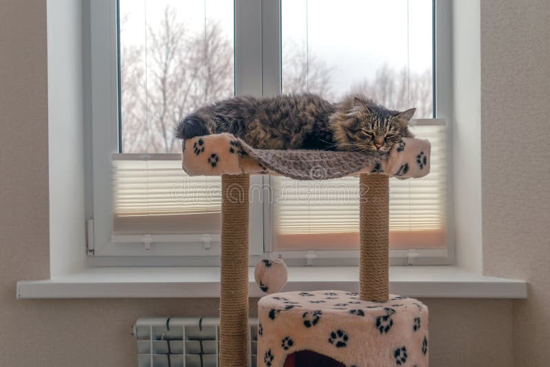 O gato da mesa está dormindo em um sofá em frente à janela de inverno O conceito de conforto casa de gatos