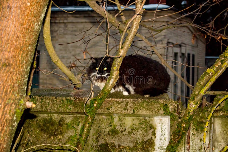 Retrato De Um Gato Preto Com Um Pescoço Branco Olhando Para O Jogo a  Distância Foto de Stock - Imagem de distância, cauda: 221727350