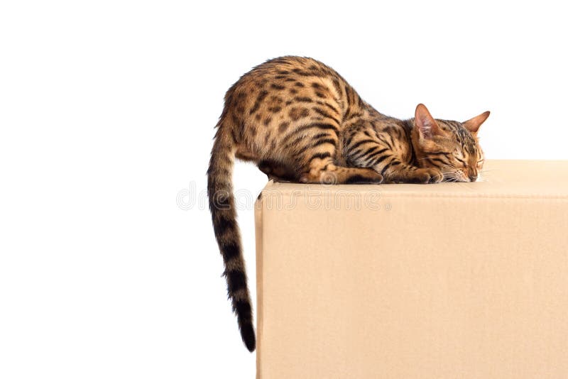 O gato de Bengal mordisca a caixa com a caixa isolada no fundo branco foto de stock O gato de Bengal mordisca a caixa com a caixa isolada no fundo branco foto de stock