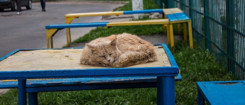O gato encontra-se despido na rua fotografia de stock O gato encontra-se despido na rua fotografia de stock