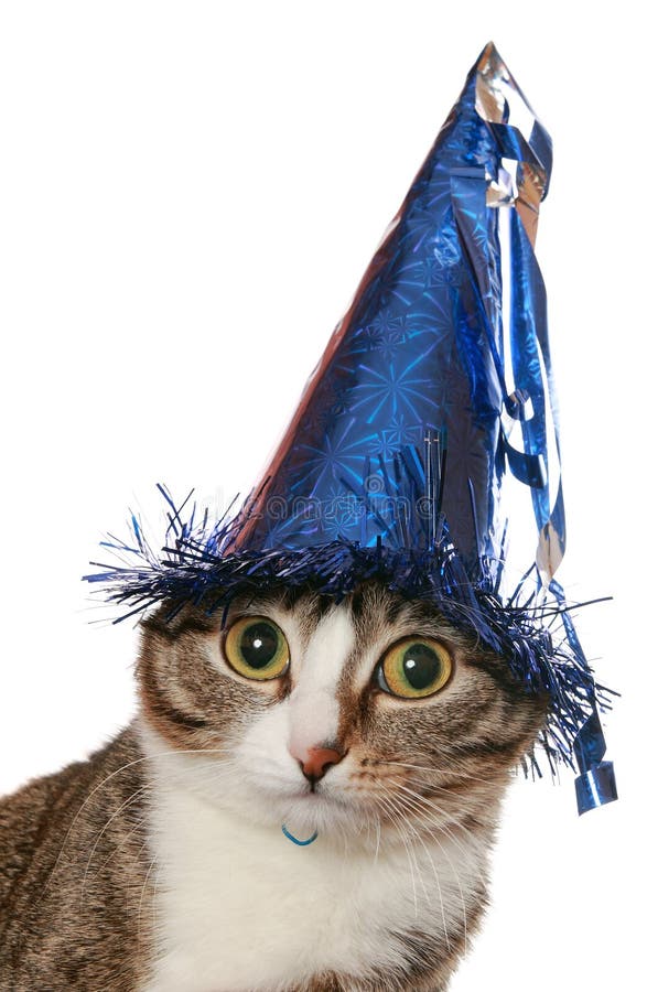 O gato engraçado está em um chapéu festivo fotos de stock royalty free O gato engraçado está em um chapéu festivo fotos de stock royalty free