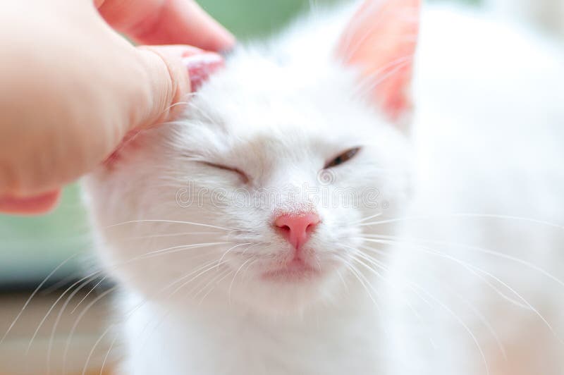 Jogo de gatinho branco imagem de stock. Imagem de patas - 240469143