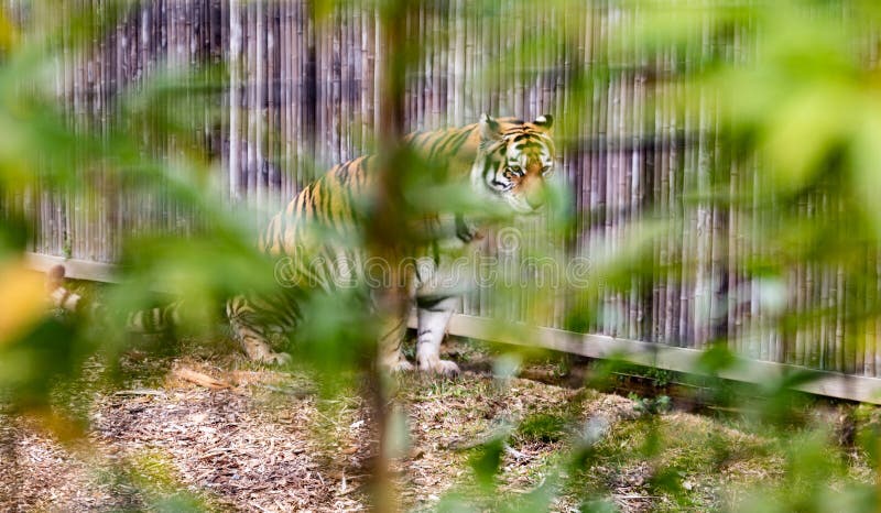 O gato grande chamado tigre bangal