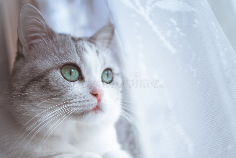 O gato listrado cinzento bonito come a opinião superior do alimento seco foto de stock royalty free O gato listrado cinzento bonito come a opinião superior do alimento seco foto de stock royalty free