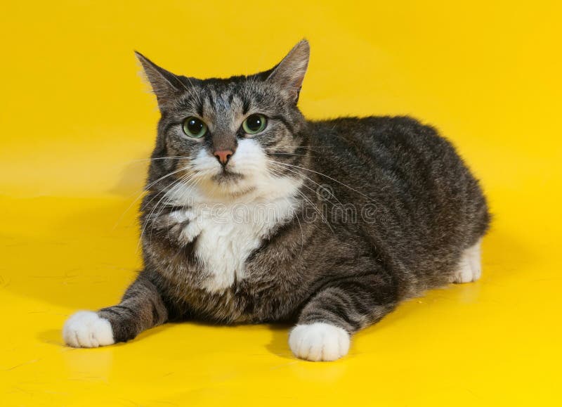 O gato listrado grosso encontra-se no amarelo imagem de stock royalty free O gato listrado grosso encontra-se no amarelo imagem de stock royalty free